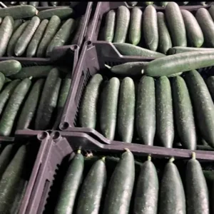 distribuidor-calabacines-3