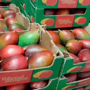 distribuidor-mangos-2.webp