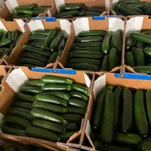 distribuidor-mayorista-calabacines-2
