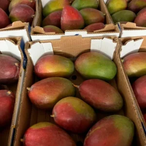 distribuidor-mayorista-mangos-2.webp