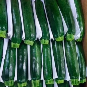 mayorista-calabacines-1