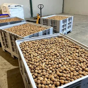 nueces-al-por-mayor-2