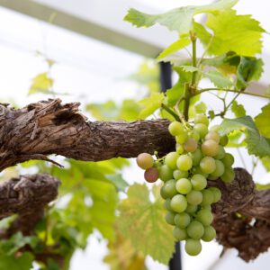 David pruning grapevine in a greenhouse healthy grapes on mature branch of vine under cover protection from weather sheltered position green unripe grapes vitis vinifera prune cut back cutting leaves with secateurs fruit vine 100 year old vine vinery glasshouse 06/08/15 06/08/2015 060815 06082015 6 6th August 2015 Summer David Hurrion Pruning Farley Hill Place Hampshire photographer Sarah Cuttle practical tasks seasonal maintenance step by step